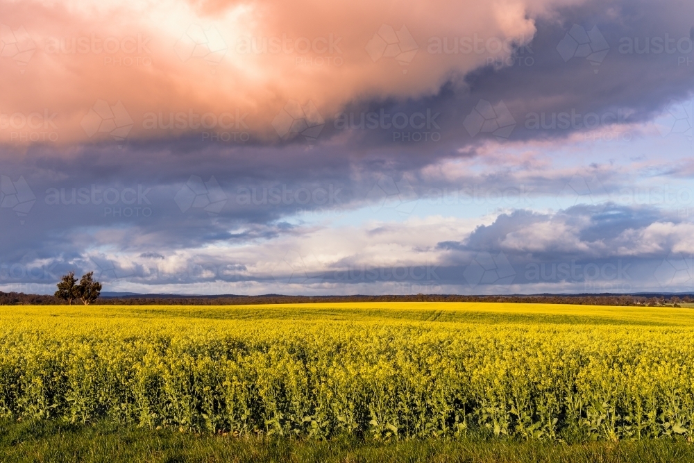 A large colourful cloud formation over a yellow canola crop - Australian Stock Image