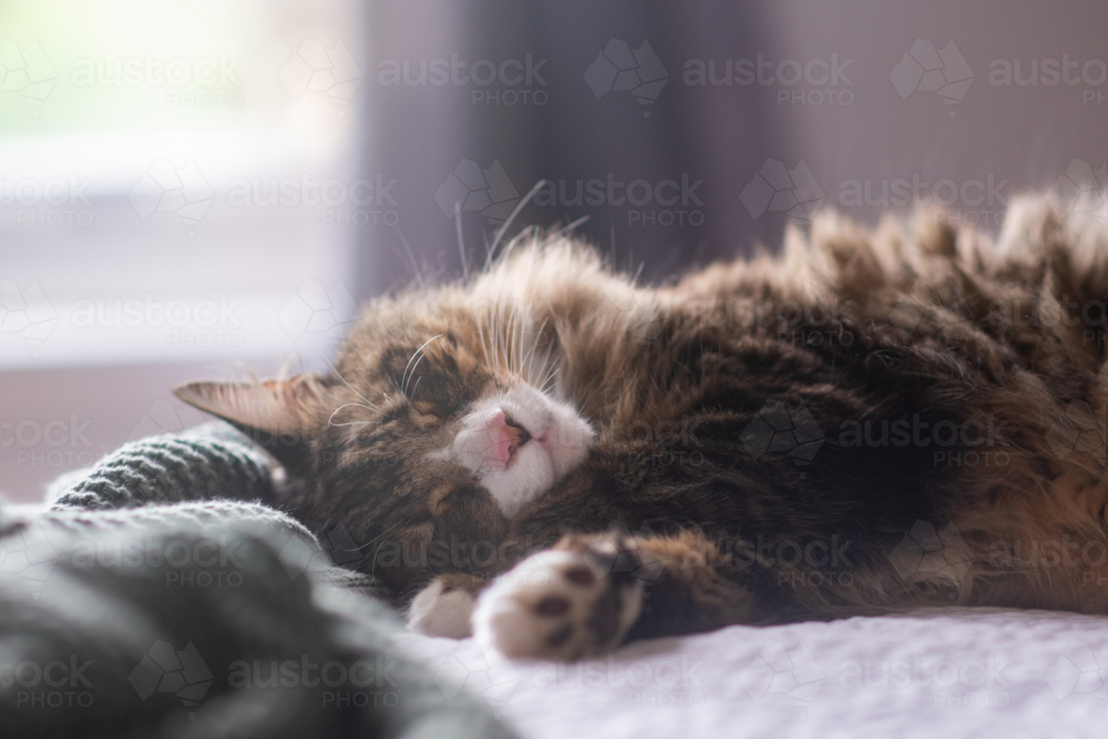 a large fluffy Norwegian Forest cat alseep on a bed - Australian Stock Image