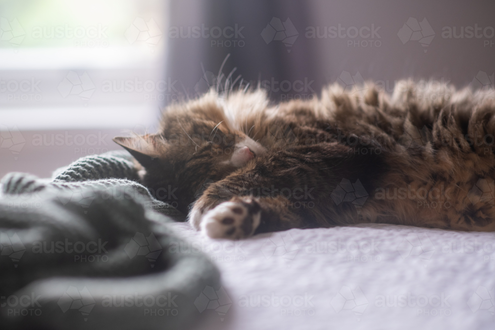 a large fluffy Norwegian Forest cat alseep on a bed - Australian Stock Image