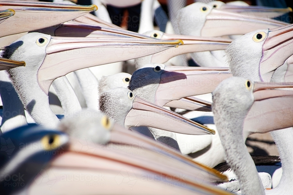 A large group of Australian pelicans huddled together waiting for their lunch to be fed. - Australian Stock Image