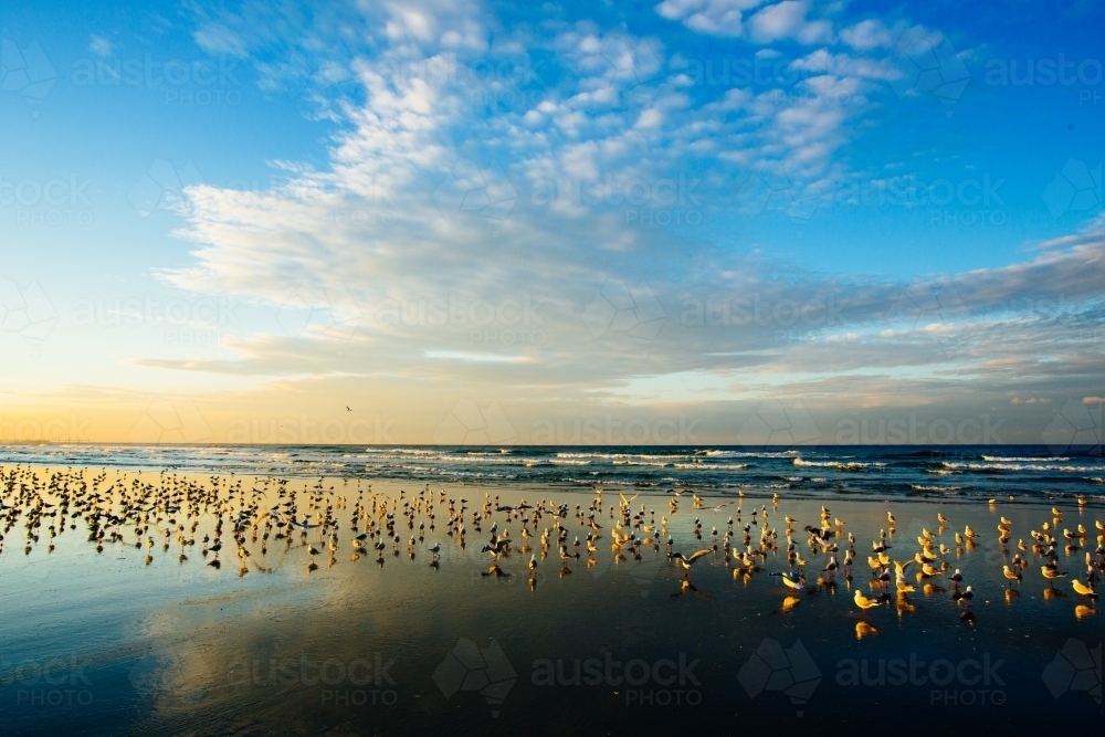 A large group of seagulls on Fingal Beach at sunset. - Australian Stock Image