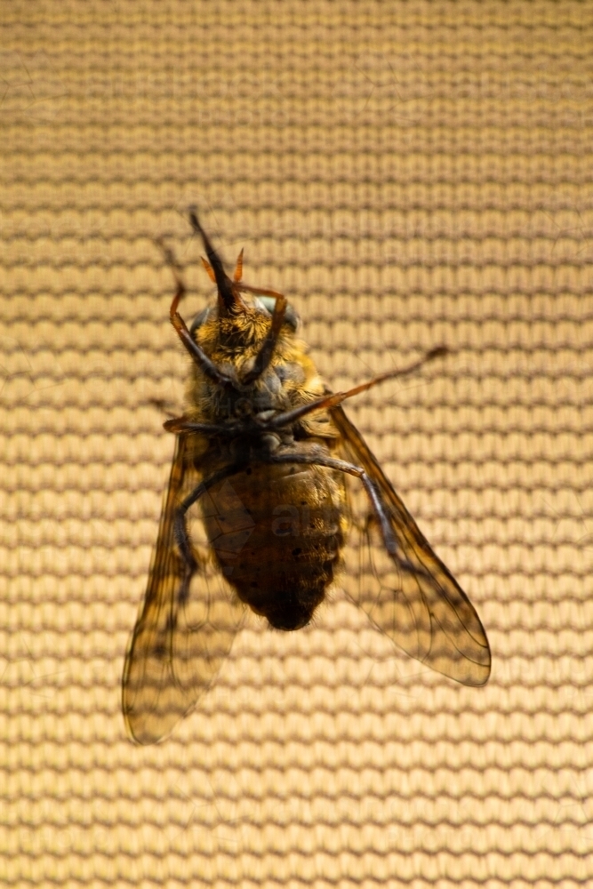 A large horse fly sitting on the outside of mosquito mesh - Australian Stock Image