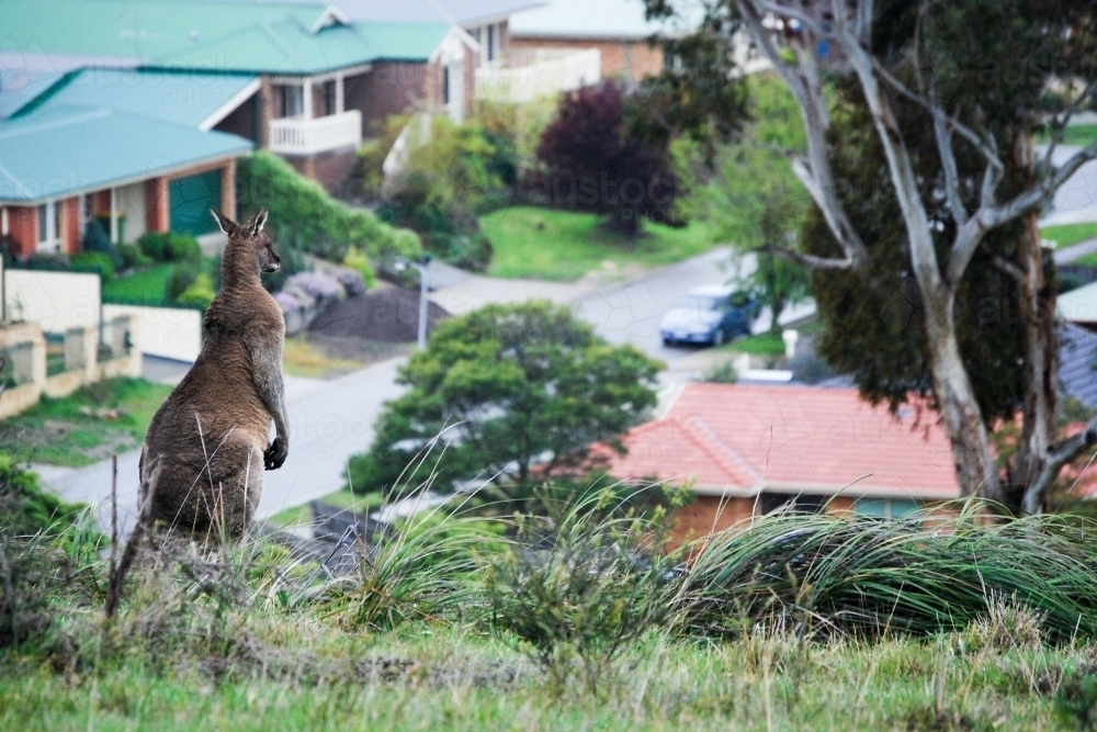 A large male kangaroo looks out of the urban sprawl encroaching on its home - Australian Stock Image