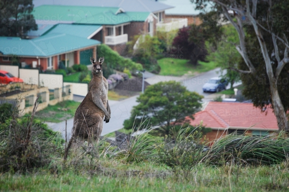 A large male kangaroo standing tall with a new suburb behind it - Australian Stock Image