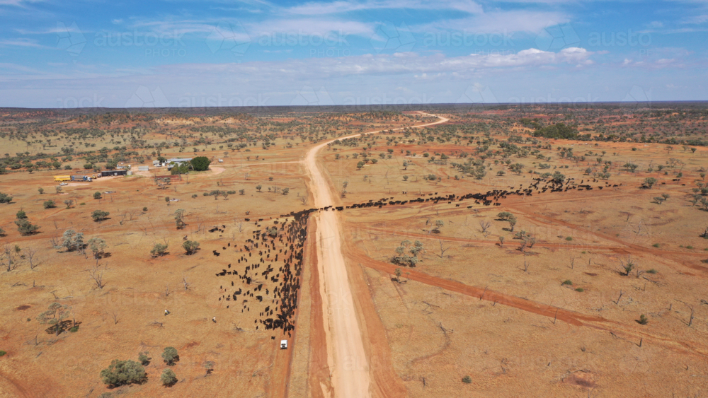 A large mob of cattle strung out crossing a dirt road - Australian Stock Image