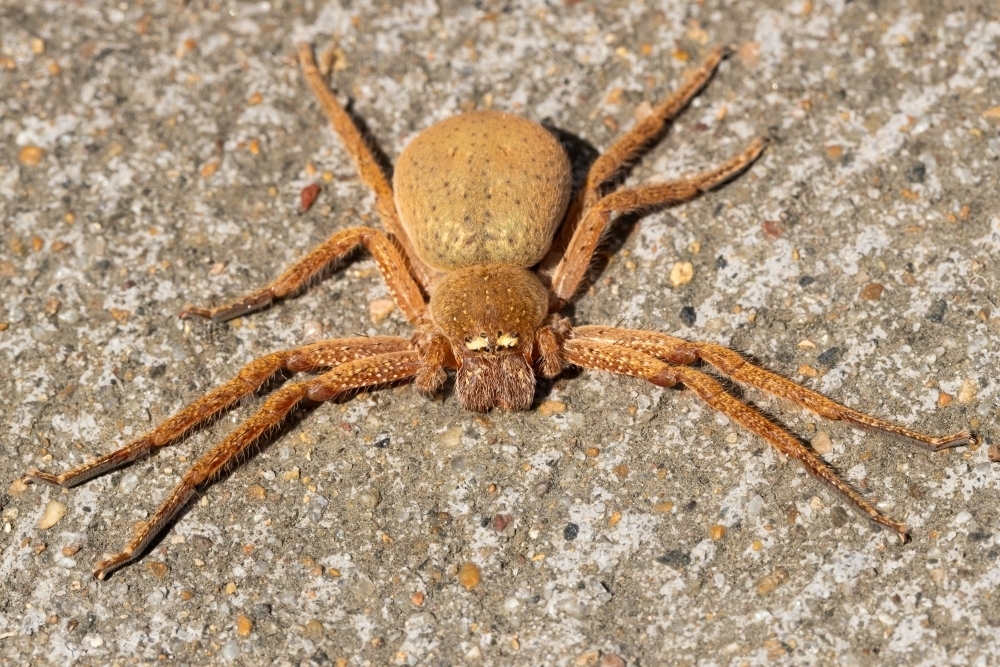Image of A large orange female Australian badge huntsman spider ...