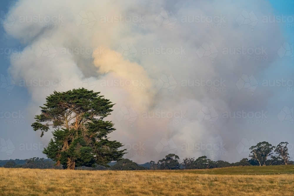 A large plume of smoke rising from a bushfire - Australian Stock Image