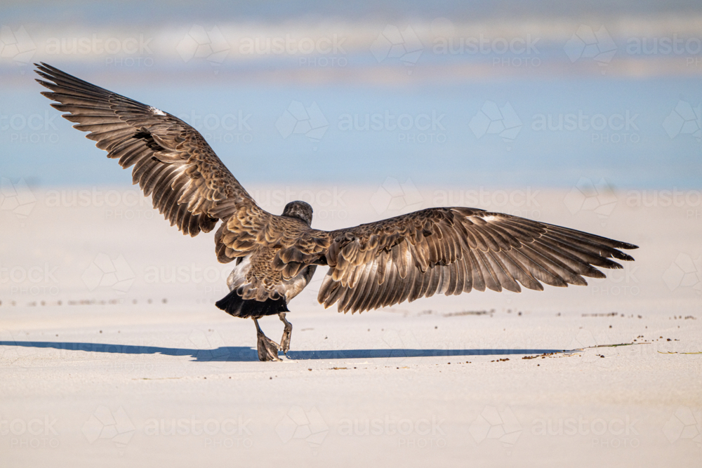 A large seabird lands on a white sandy beach with wings fully spread - Australian Stock Image