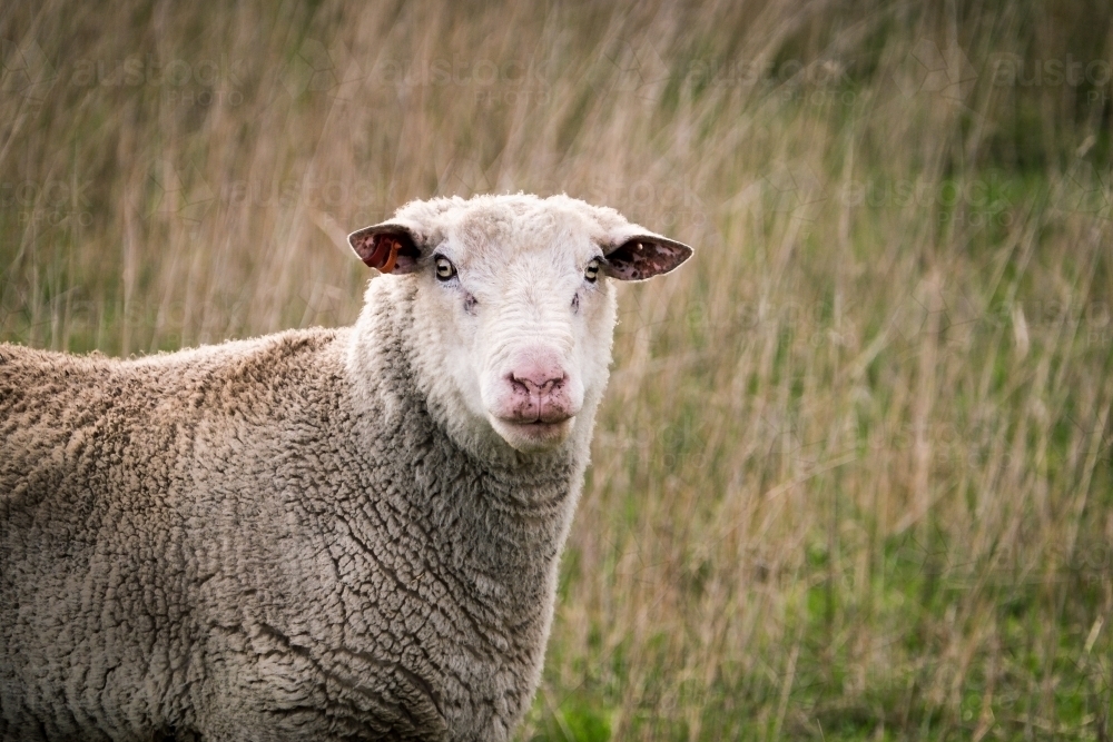 A large sheep standing in the long grass looks at the camera. - Australian Stock Image