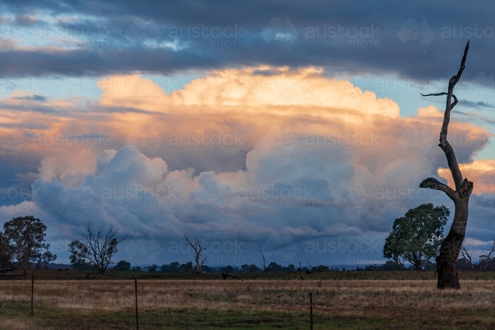 A large storm cloud glowing gold at dusk behind a tall dead tree - Australian Stock Image