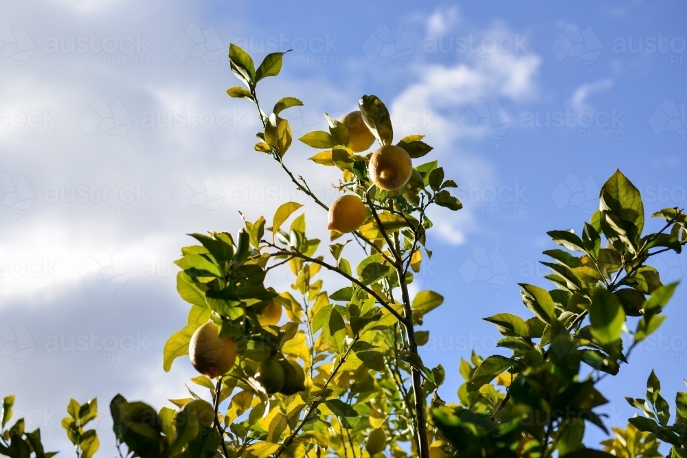 A lemon tree under a sunny and cloudy blue sky - Australian Stock Image