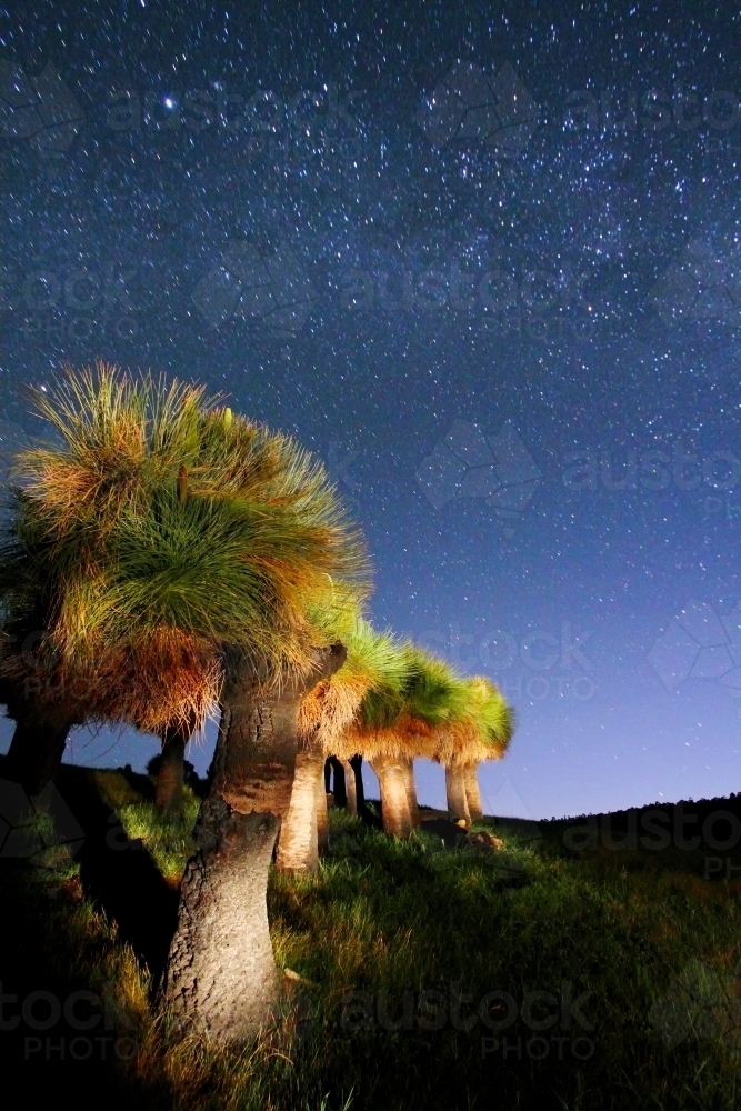 A light-painting of Grass trees under the milky way in Western Australia. - Australian Stock Image