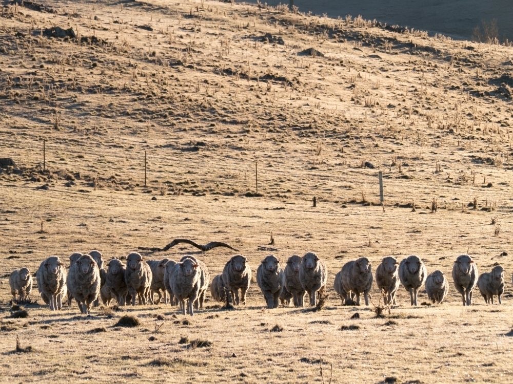 A line of sheep in a frosty paddock - Australian Stock Image