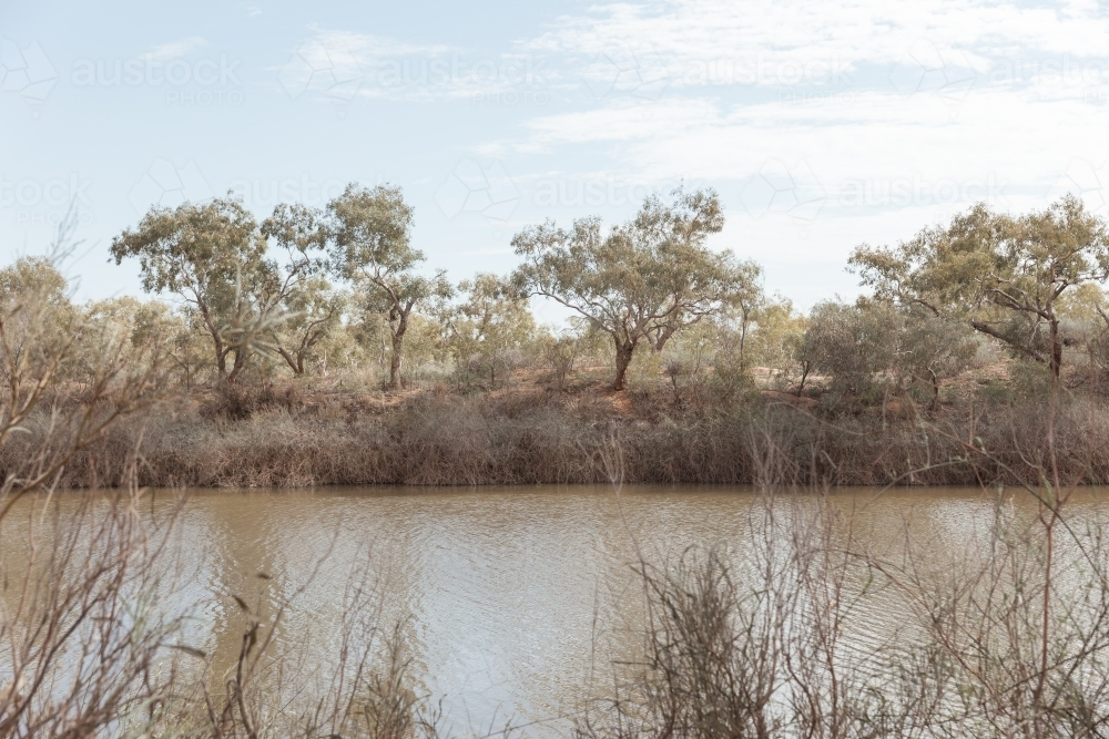 a line of trees and bushes on riverbank in remote Australia - Australian Stock Image