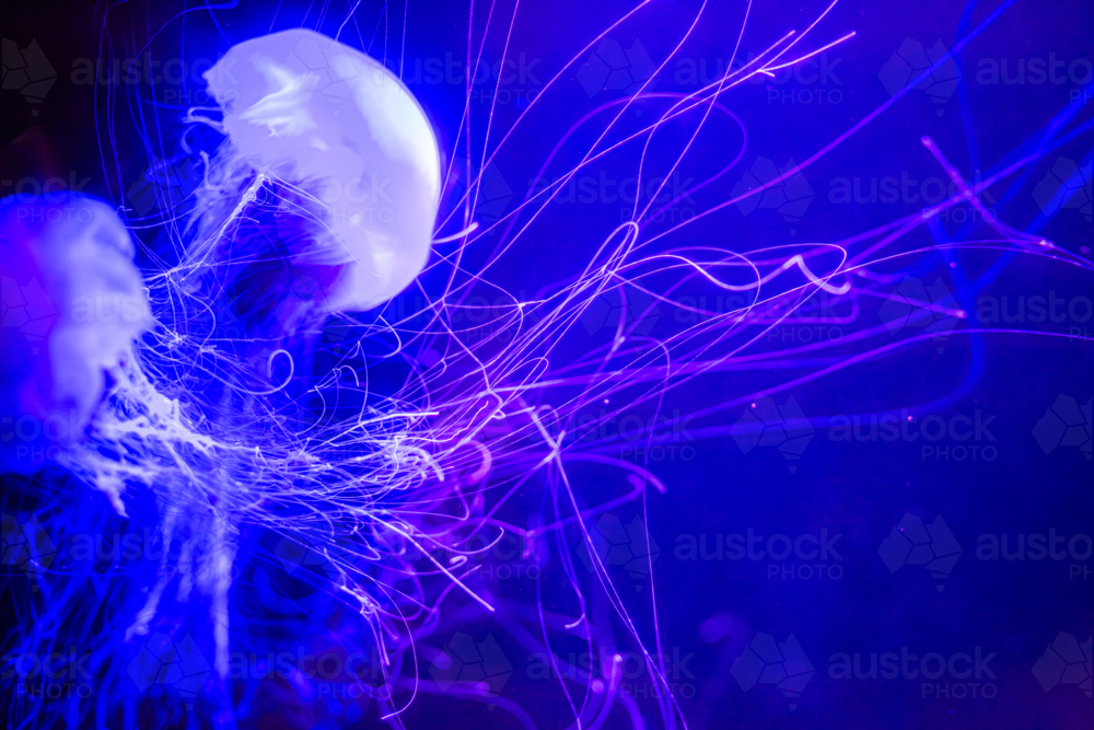A Lion's Mane Jellyfish (Cyanea capillata) and its long tentacles - Australian Stock Image