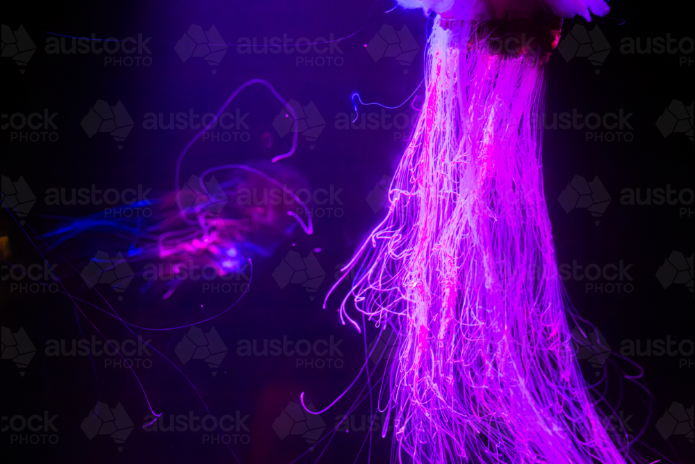 A Lion's Mane Jellyfish (Cyanea capillata) and its long tentacles - Australian Stock Image