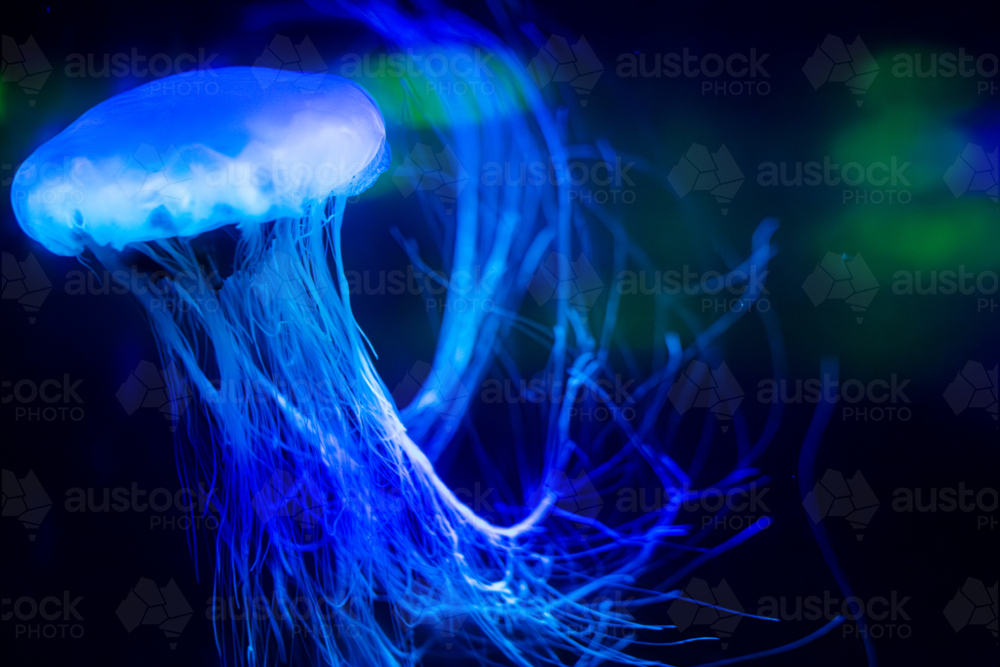 A Lion's Mane Jellyfish (Cyanea capillata) and its long tentacles - Australian Stock Image