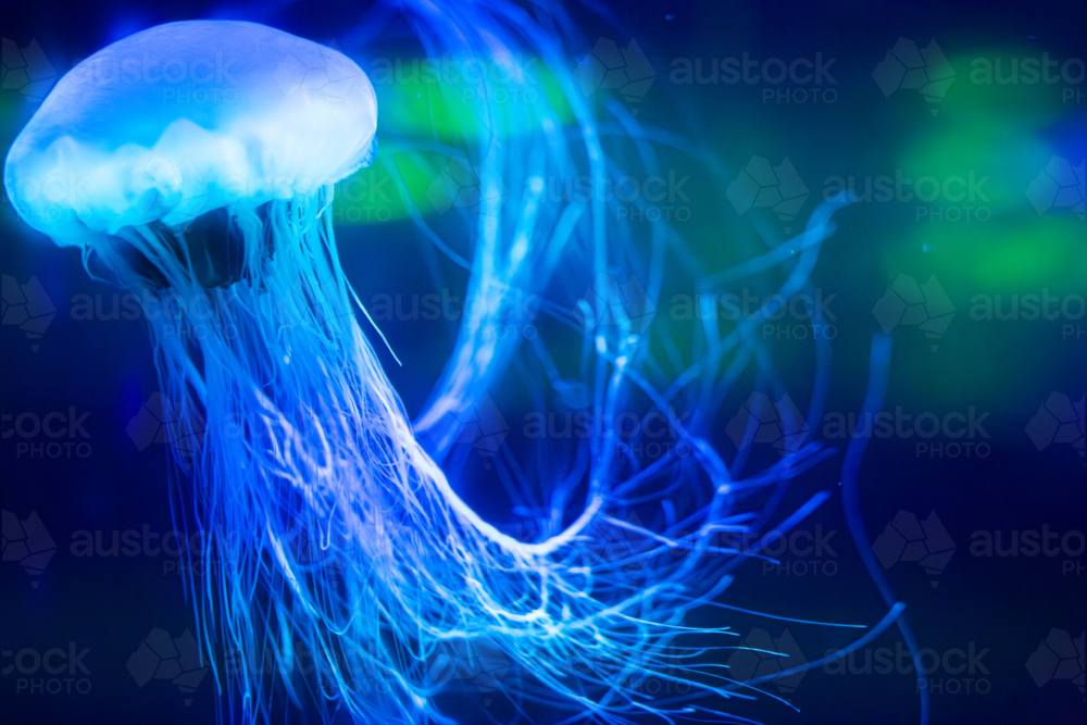 A Lion's Mane Jellyfish (Cyanea capillata) and its long tentacles - Australian Stock Image