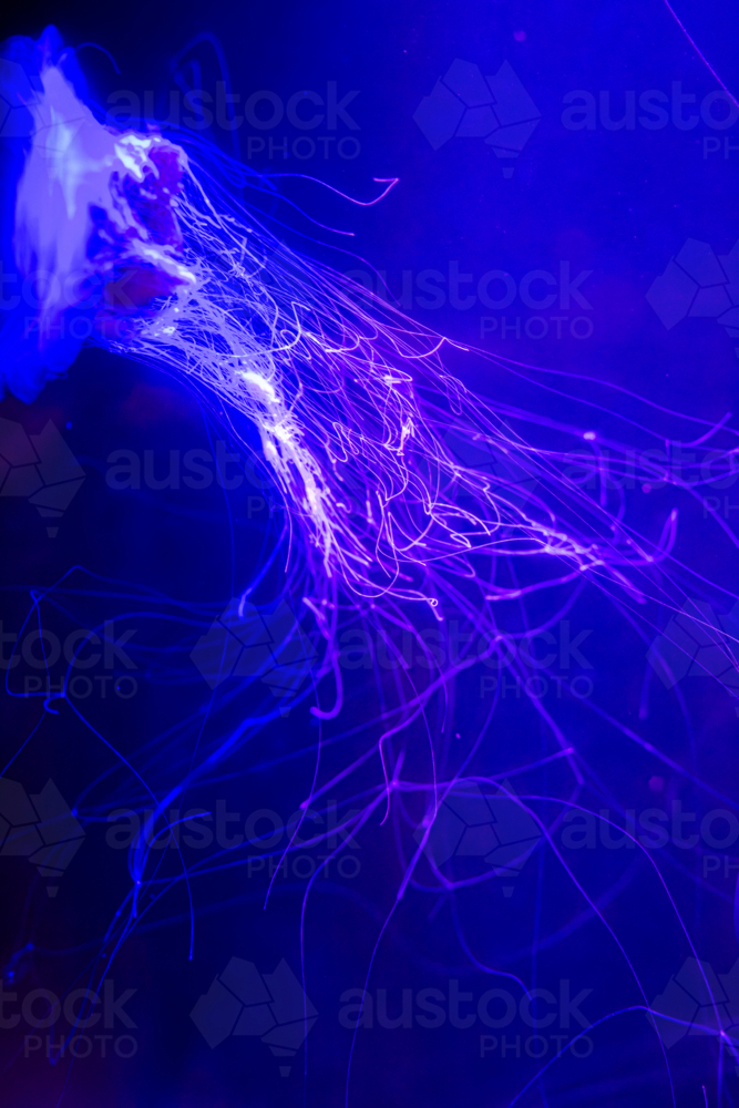 A Lion's Mane Jellyfish (Cyanea capillata) and its long tenttacles - Australian Stock Image