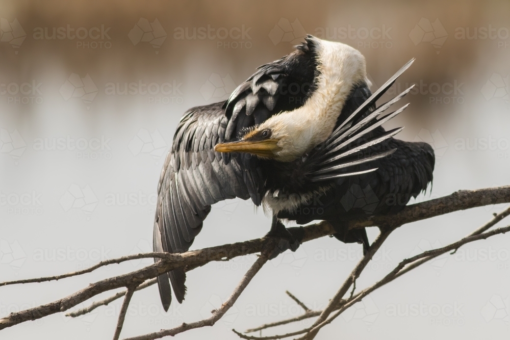 A Little Pied Cormorant grooming itself on a branch - Australian Stock Image