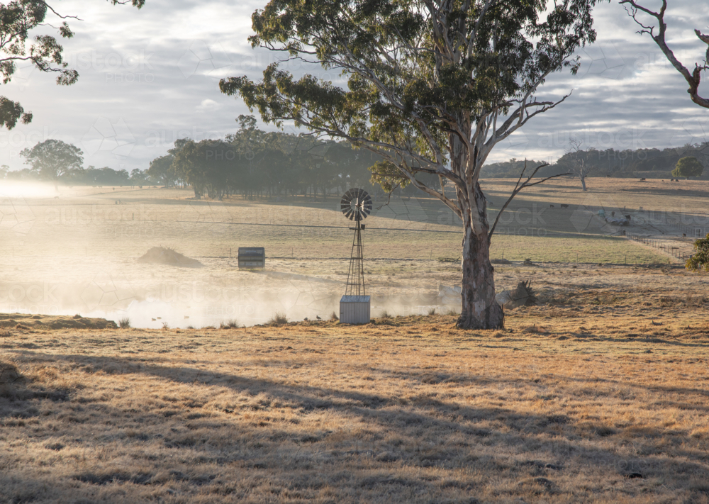 A little windmill with gum trees on a misty morning - Australian Stock Image
