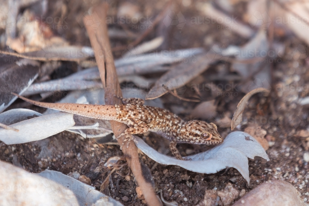 A lizard camouflaged among dry leaves and twigs on the ground. - Australian Stock Image