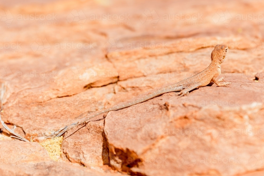 A lizard in camouflage standing in a rock's cracked surface - Australian Stock Image