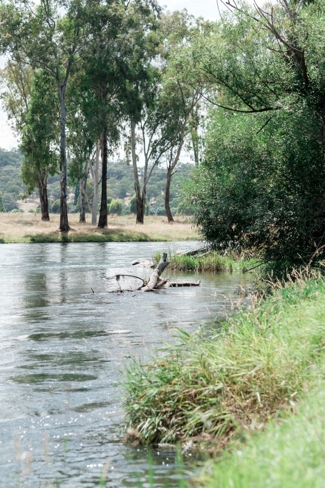 A log and serene tides along Tumut River - Australian Stock Image