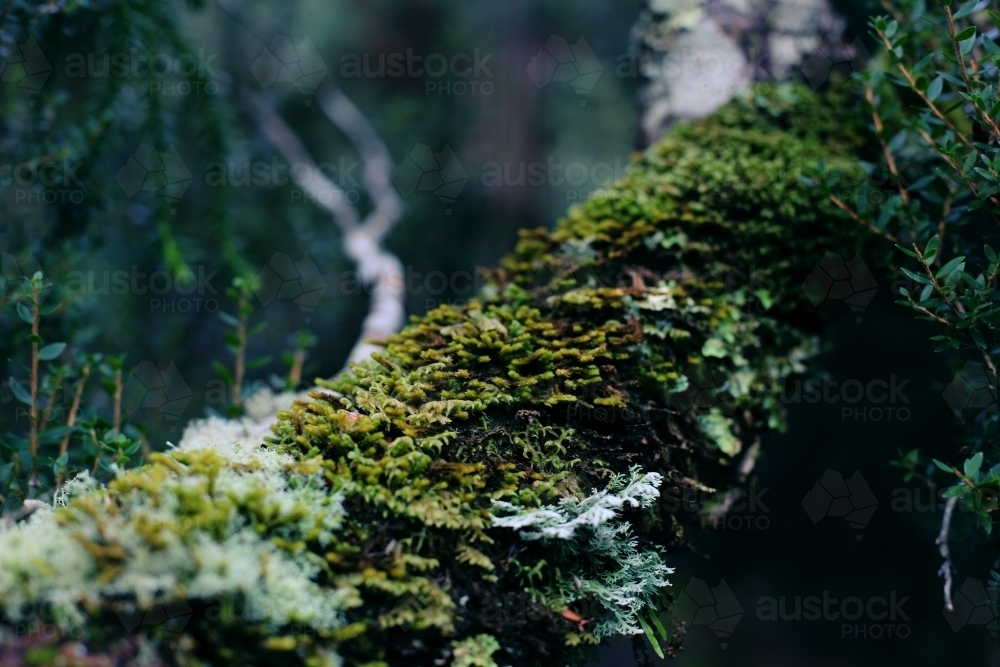 A log covered in moss - Australian Stock Image