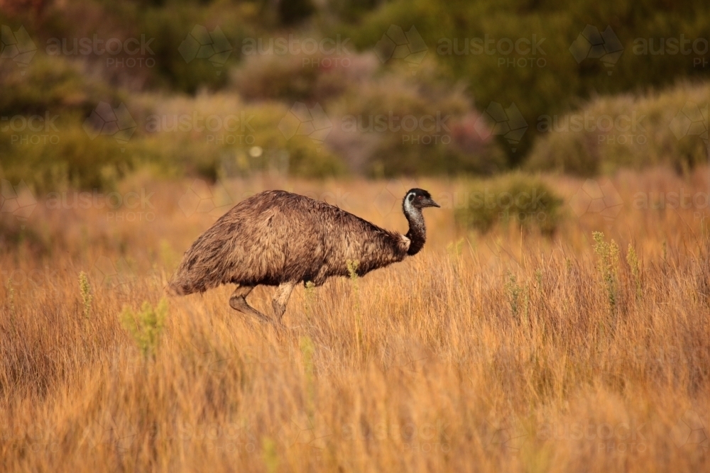 a lone Australian native Emu in native grasslands of Wilsons Promontory National Park, Victoria - Australian Stock Image