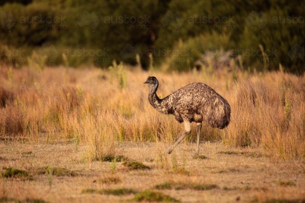 a lone Australian native Emu in native grasslands of Wilsons Promontory National Park, Victoria - Australian Stock Image