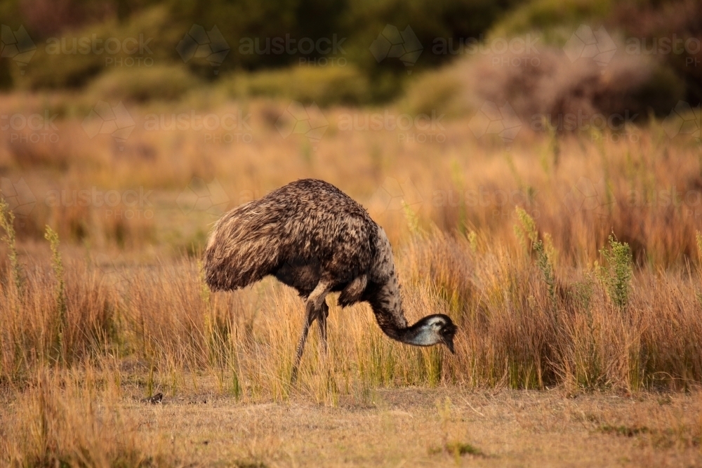 a lone Australian native Emu in native grasslands of Wilsons Promontory National Park, Victoria - Australian Stock Image