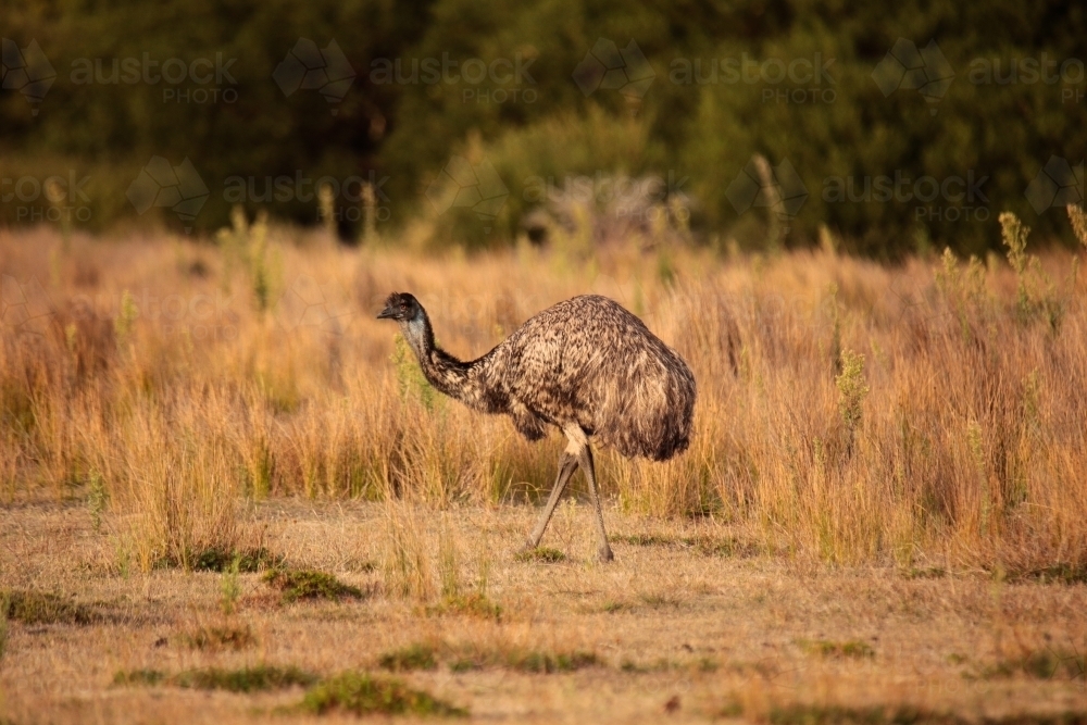 a lone Australian native Emu in native grasslands of Wilsons Promontory National Park, Victoria - Australian Stock Image