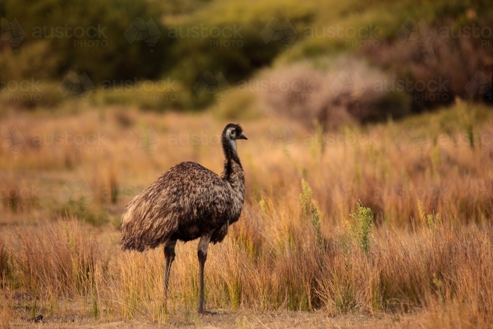 a lone Australian native Emu in native grasslands of Wilsons Promontory National Park, Victoria - Australian Stock Image