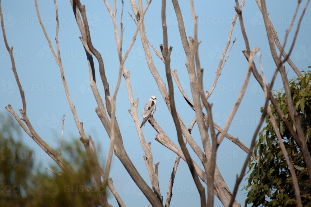 A lone black shouldered Kite perched in a dead white bleached dry tree searching for Prey - Australian Stock Image