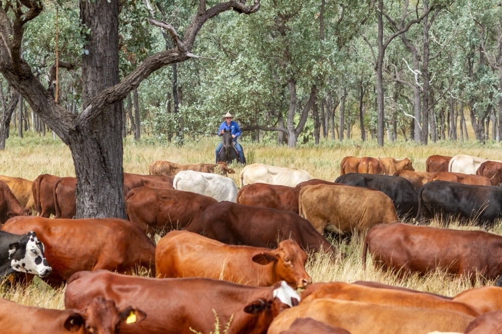 Mustering Jacket Image of A lone cattleman mustering cattle on a horse. - Austockphoto