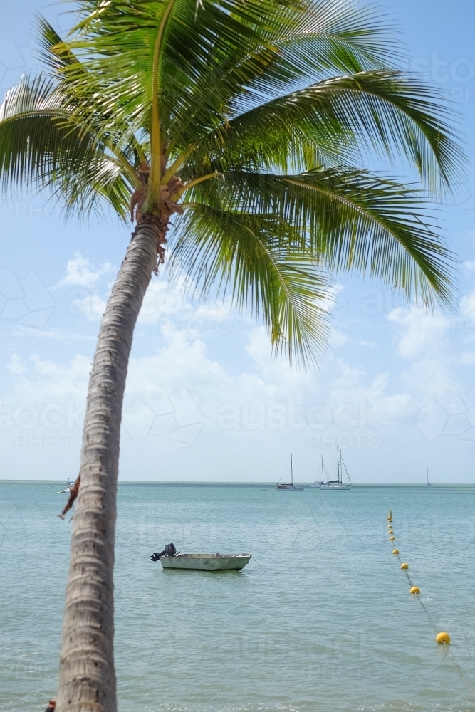 a lone coconut tree on the beach facing the ocean - Australian Stock Image