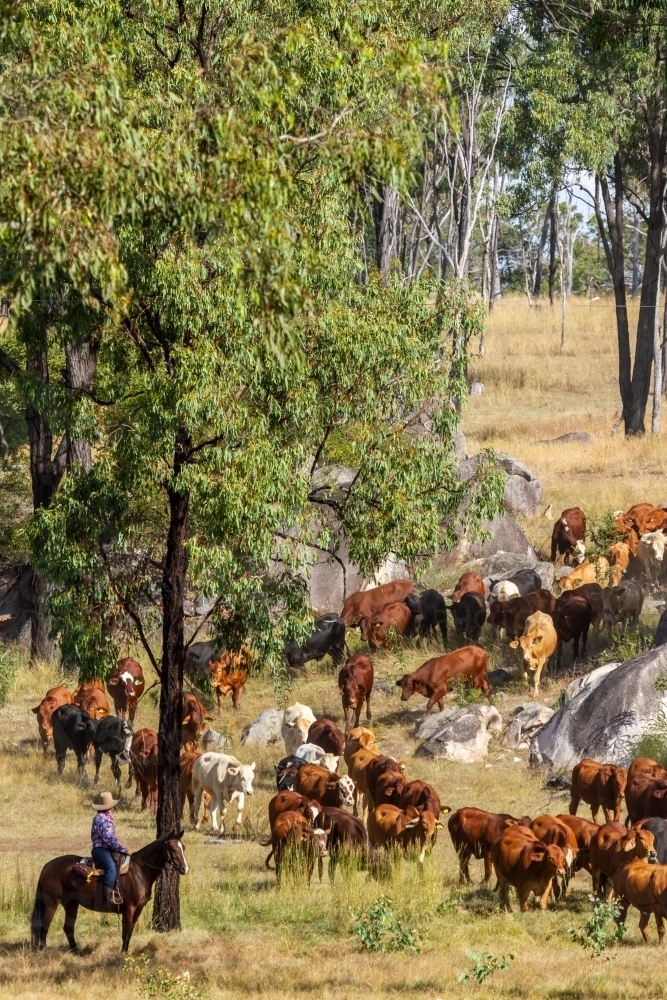A lone cowgirl on horse wait under a tree as cattle walk past. - Australian Stock Image