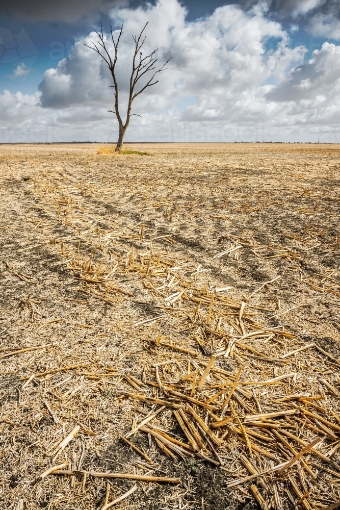 A lone dead tree in a paddock of stubble - Australian Stock Image