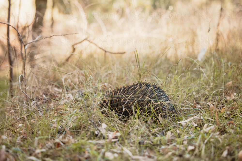 A lone Native Australian Echidna attempting to hide in long grass - Australian Stock Image