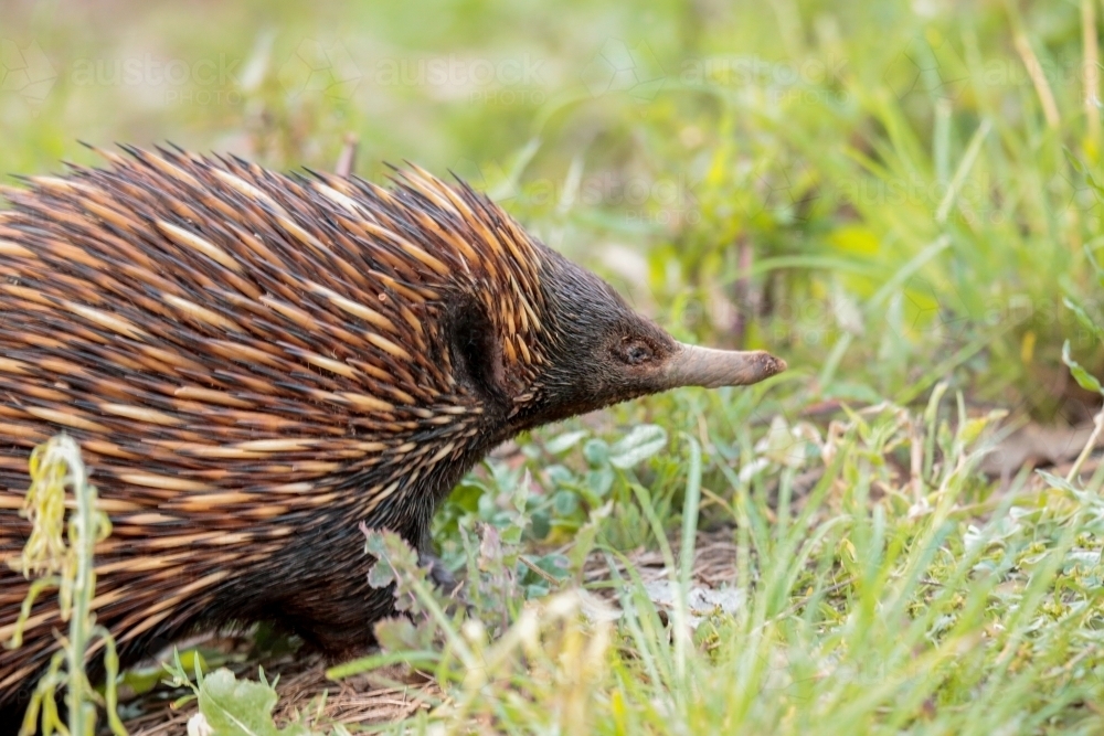 A lone Native Australian Echidna foraging for food in the grass - Australian Stock Image