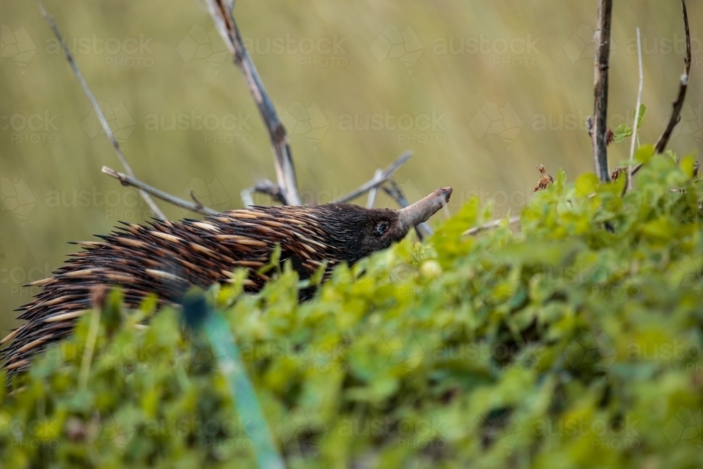 A lone Native Australian Echidna foraging for food in the grass - Australian Stock Image