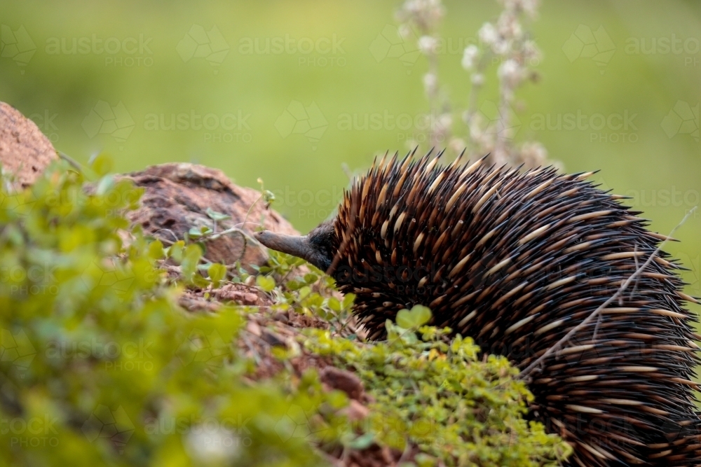 A lone Native Australian Echidna foraging for food in the grass - Australian Stock Image