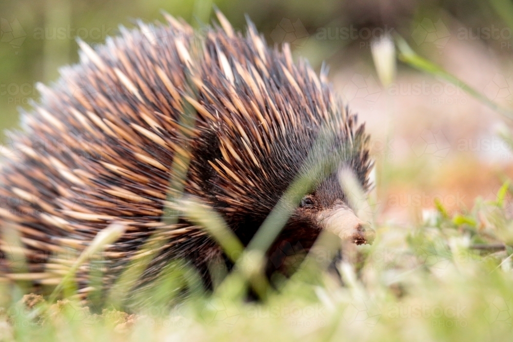 A lone Native Australian Echidna foraging for food in the grass - Australian Stock Image