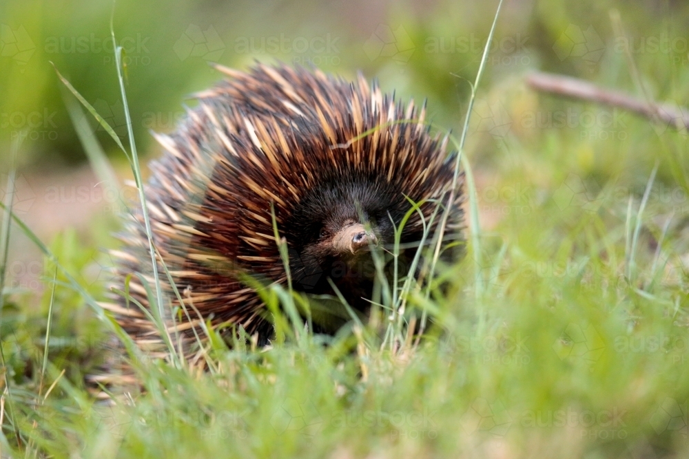 A lone Native Australian Echidna foraging for food in the grass - Australian Stock Image