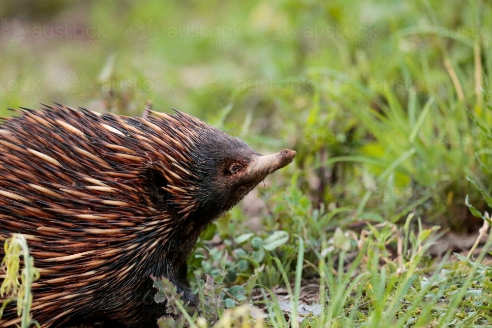 A lone Native Australian Echidna foraging for food in the grass - Australian Stock Image