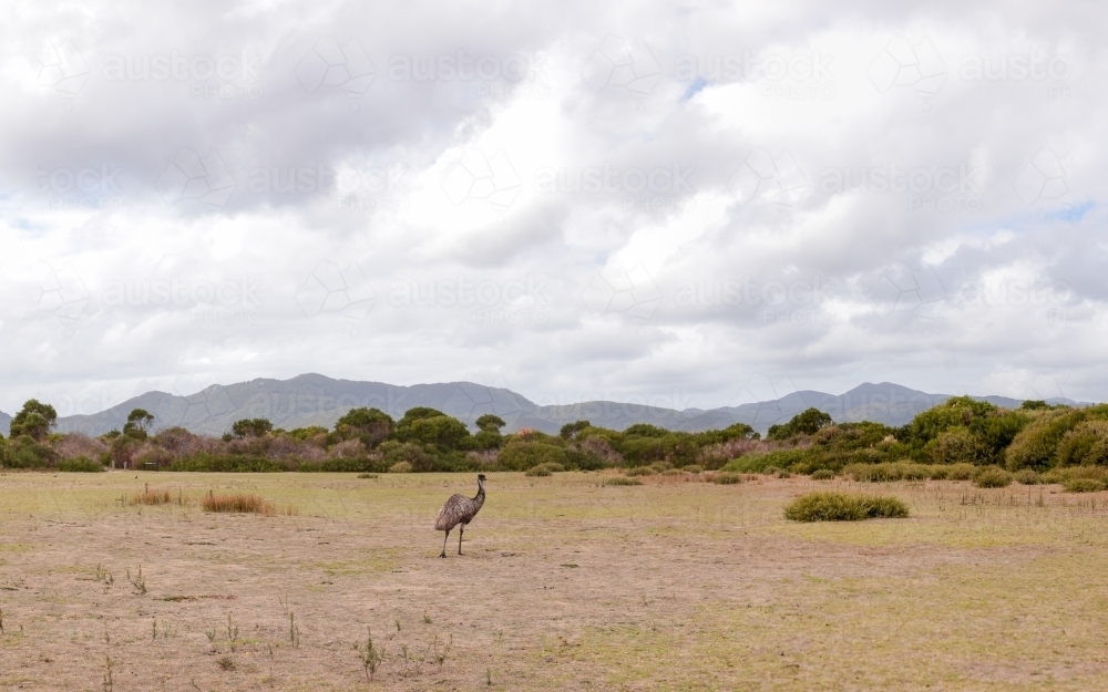 a lone native Australian Emu in a grassland area with the mountains of Wilsons Prom National Park - Australian Stock Image