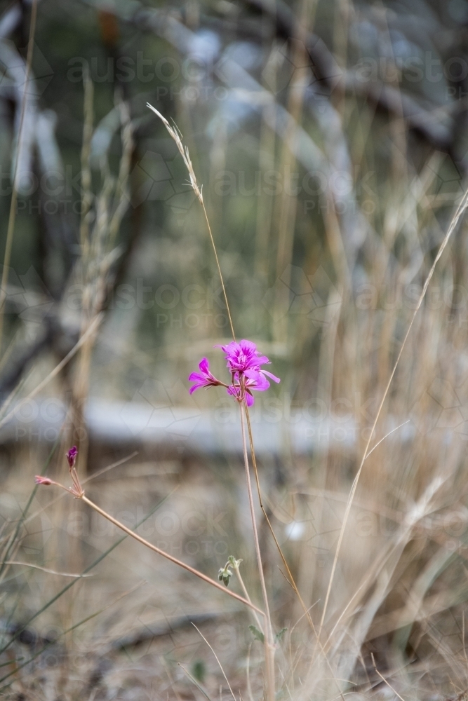 A Lone Pink Flower in a Field of Dried Grass - Australian Stock Image