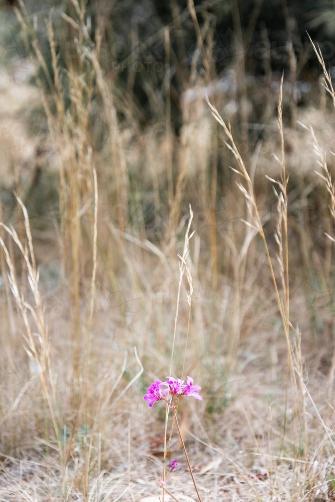 A Lone Pink Flower in a Field of Dried Grass - Australian Stock Image