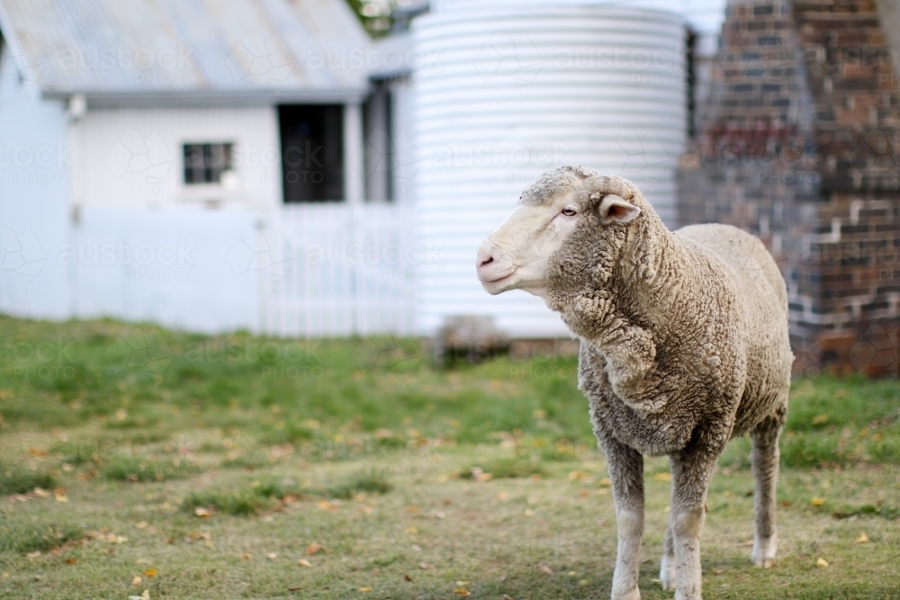 A lone sheep standing in front of brick and timber farm cottage - Australian Stock Image